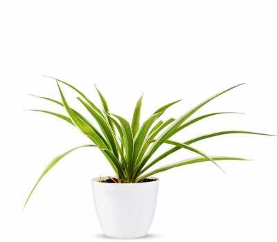 Spider Plant