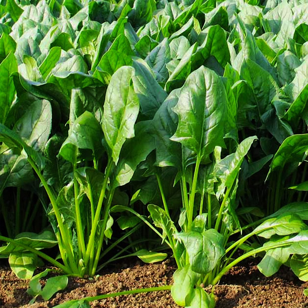 spinach growing tips