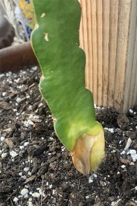 root-rot-dragon-fruit-plant